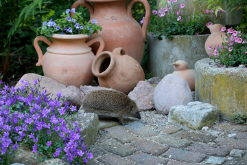 N&ouml;rdliche Wei&szlig;brustigel (Erinaceus roumanicus) l&auml;uft im Garten zwischen Deko