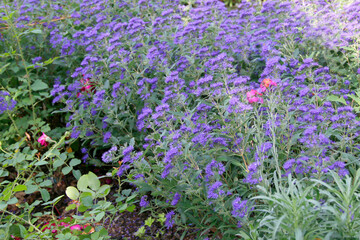 Bartblumen (Caryopteris) Zierpflanze im Garten 