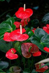 Flamingoblumen (Anthurium) Anthurien, Pflanze mit roten Bl&uuml;ten 