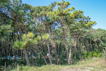 A natural pine forest with tall evergreen trees on a sunny day. A serene forest landscape, perfect for themes related to nature, ecology, the environment, travel, and outdoor recreation.