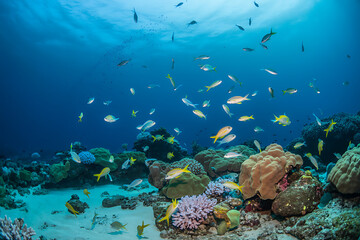 Fototapeta premium Vibrant School of Tropical Fish Swimming Among Colorful Coral Reefs in Clear Blue Ocean Water - Underwater Wildlife Scene