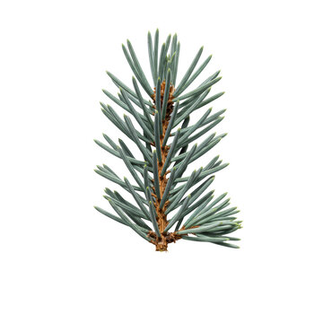 Extreme macro close-up of a flawless glaucous blue spruce branch segment (picea pungens) against a brilliant white high-key studio background, negative copy space, concept of perfection nature and