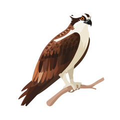 Osprey &mdash; flat 2D vector artwork created in a clean, modern, and minimal style on white background.