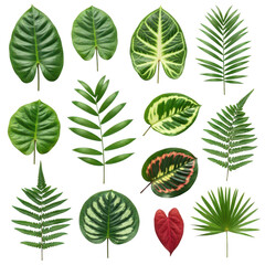 Fototapeta premium Collection of twelve diverse tropical plant leaves in various green and red hues against a