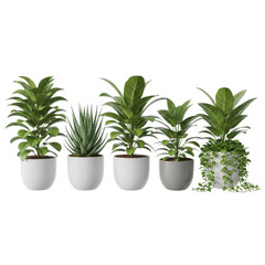 Fototapeta premium A row of various potted plants, including a snake plant, arranged in a line, isolated on transparent background, creating a serene and natural indoor garden scene