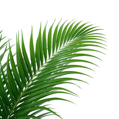 tropical palm leaf