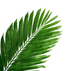 tropical palm leaf 