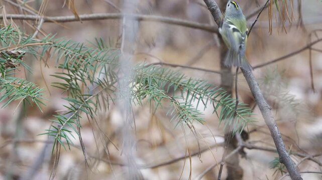 Goldcrest Hopping on Pine Branches in Slow Motion, 4K HDR