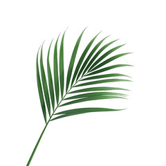tropical palm leaf