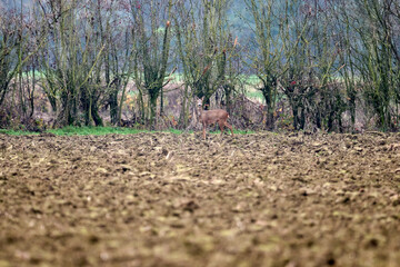 roe deer on a ploughed field © Duvekot Fotografie