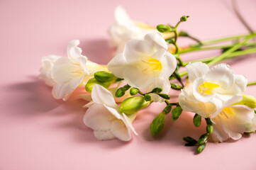 Fototapeta premium White floral spring, easter background. Freesia white flowers in vase, copy space