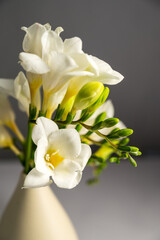 White floral spring, easter background. Freesia white flowers in vase, copy space