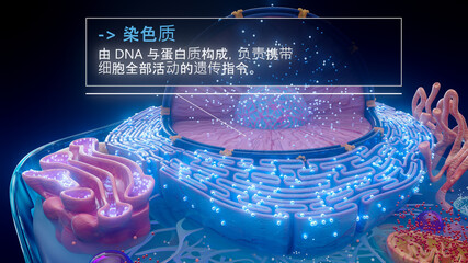 中文细胞核内染色质结构的 3D 图示