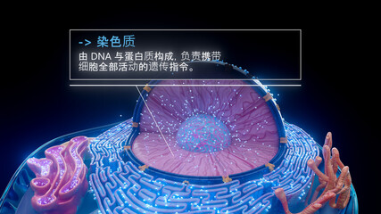 中文细胞核内染色质结构的 3D 图示