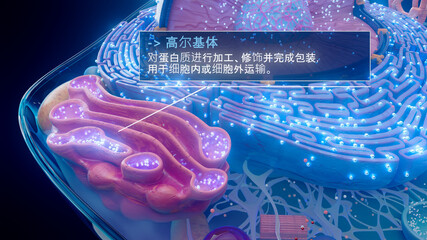 高尔基体处理蛋白质的中文 3D 插图