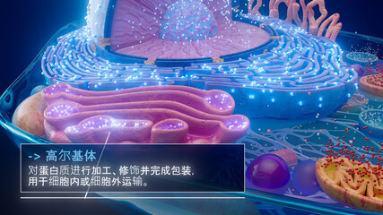高尔基体处理蛋白质的中文 3D 插图