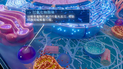 参与中国人细胞解毒的过氧化物酶体的 3D 插图