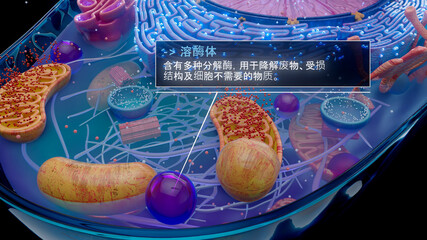 溶酶体消化细胞废物的中文 3D 插图