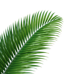 tropical palm leaf 