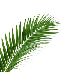 tropical palm leaf