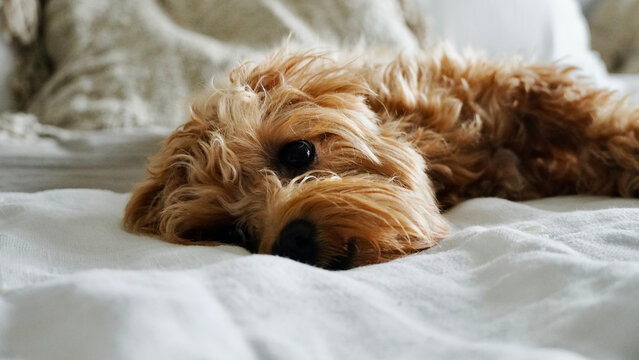 Adorable Dog Resting Comfortably on Bed