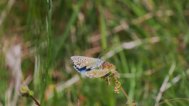 Adonis Blue (Polyommatus bellargus) Butterflies Matin