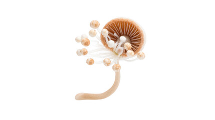 Fototapeta premium Cluster of newly formed mushrooms sprouting from fungal spores, showcasing delicate gills and slender stems, isolated on a transparent background, ideal for nature, biology, and scientific projects