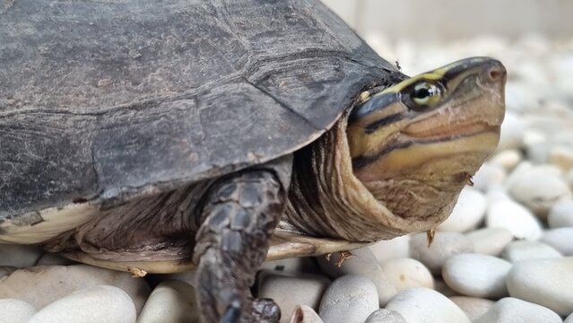 Striped turtle on white pebbles.