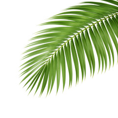 tropical palm leaf