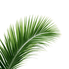 tropical palm leaf 