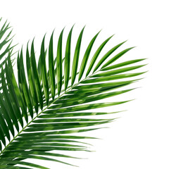 tropical palm leaf 