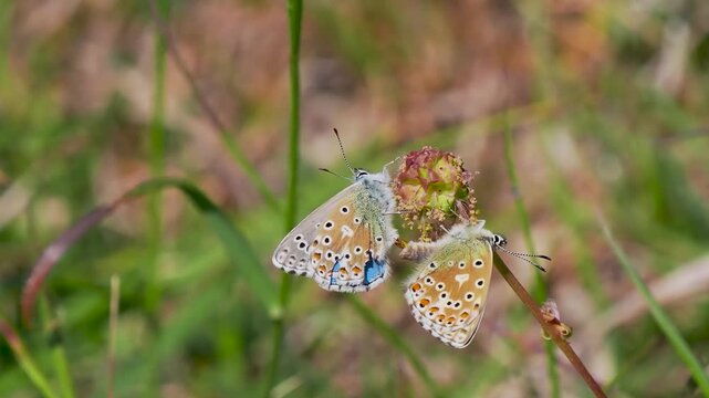 Adonis Blue (Polyommatus bellargus) Butterflies Matin