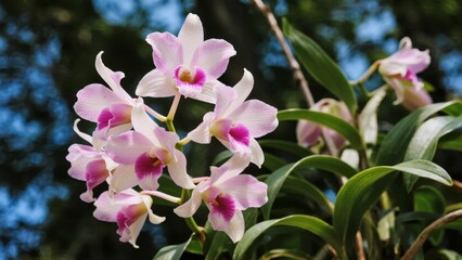Pink and white orchid flowers blooming on a green plant with a blurred natural background