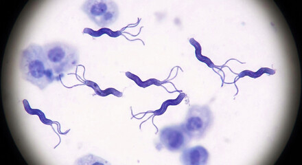 Macro photo of Helicobacter pylori bacteria, seen under a microscope