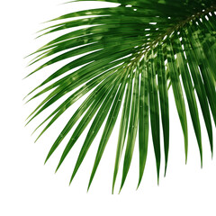 tropical palm leaf 