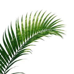 tropical palm leaf 