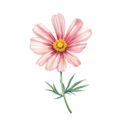 A beautiful watercolor illustration of a cosmos flower, showcasing its delicate petals, vibrant yellow center, and accompanying green leaves on a stem.