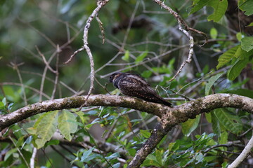  large-tailed nightjar (Caprimulgus macrurus) Queensland, Australia