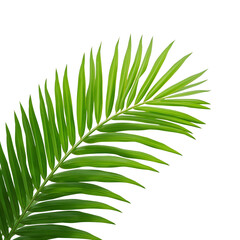 tropical palm leaf