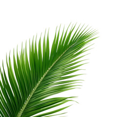 tropical palm leaf 