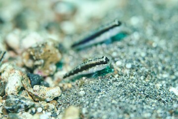 Starry Goby in the Lembeh Strait, Sulawesi, Indonesia