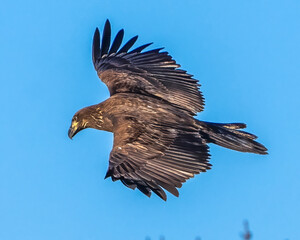 Obraz premium Juvenile Bald Eagle in flight