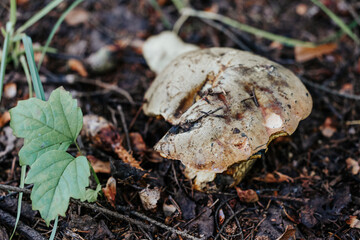 Close-up of a wild forest mushroom with a textured cap and natural imperfections, growing on the forest floor. Insects and snails have eaten the mushroom cap.