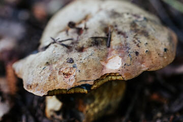 Close-up of a wild forest mushroom with a textured cap and natural imperfections, growing on the forest floor. Insects and snails have eaten the mushroom cap.