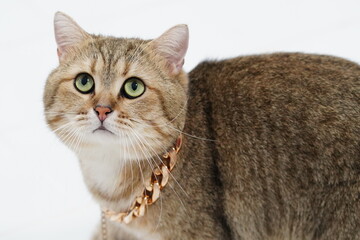 Obraz premium Elegant feline with striking green eyes adorned with a gold chain necklace against a white background, capturing unique charm and personality.