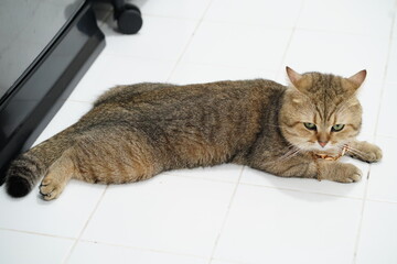 Relaxed Cat Laying on White Floor with Attentive Expression Amidst Home Environment