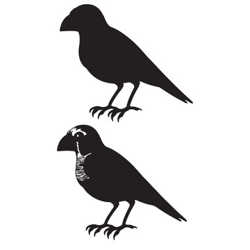Gray Jay Bird Silhouette Vector Illustration