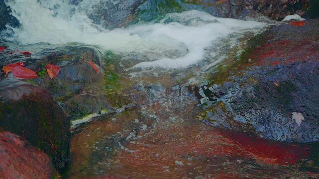 Close-up footage captures the serene beauty of water cascading over moss-covered rocks and fallen red leaves at Glendale Falls in Massachusetts. The clear water flows gently, creating a peaceful natur