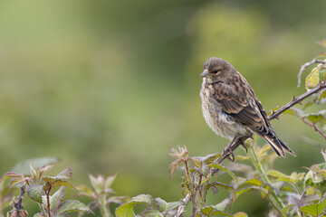 Fototapeta premium Common Linnet (Linaria cannabina) - Common in coastal dunes farmland and scrub across Europe