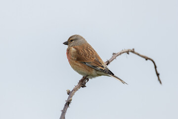 Common Linnet (Linaria cannabina) - Common in coastal dunes farmland and scrub across Europe